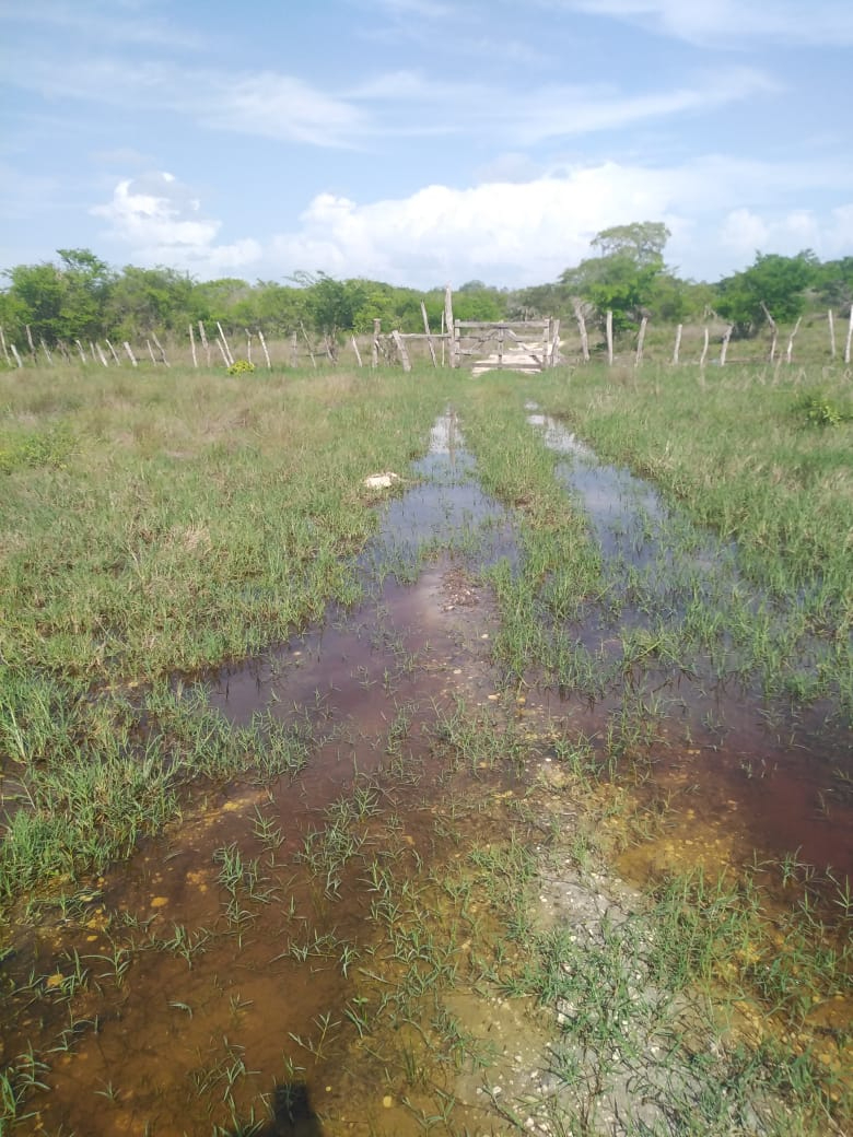 Los ganaderos podrían tener que trasladar a sus animales para evitar que se queden sin alimento y sufran daños Los ganaderos podrían tener que trasladar a sus animales para evitar que se queden sin alimento y sufran daños