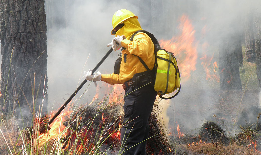 Más de 27 mil hectáreas han sido siniestradas por 30 incendios forestales Más de 27 mil hectáreas han sido siniestradas por 30 incendios forestales