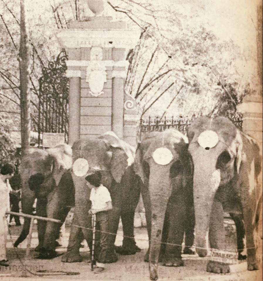 Mérida en la Historia compartió a los elefantes en el Centenario de Mérida Mérida en la Historia compartió a los elefantes en el Centenario de Mérida