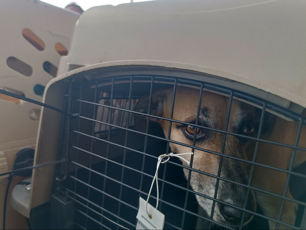 La AFAC establece tres modalidades para transportar mascotas en vuelos nacionales La AFAC establece tres modalidades para transportar mascotas en vuelos nacionales