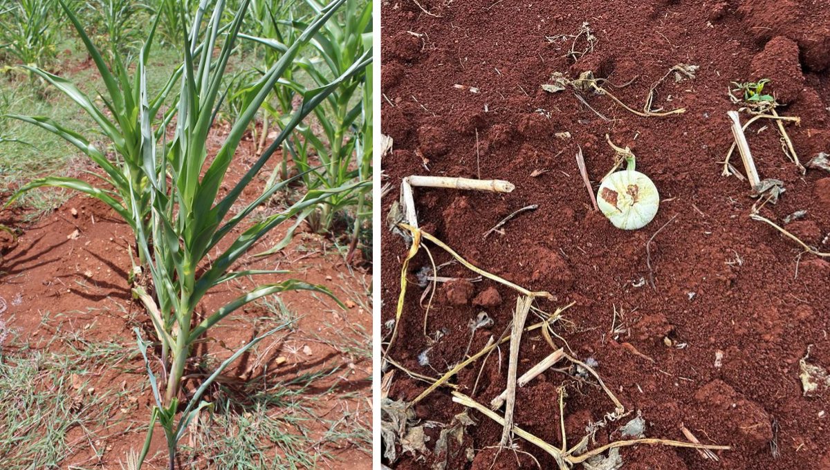 Las lluvias engañosas en mayo llevaron a una siembra fallida, con plantas marchitándose por falta de agua Las lluvias engañosas en mayo llevaron a una siembra fallida, con plantas marchitándose por falta de agua