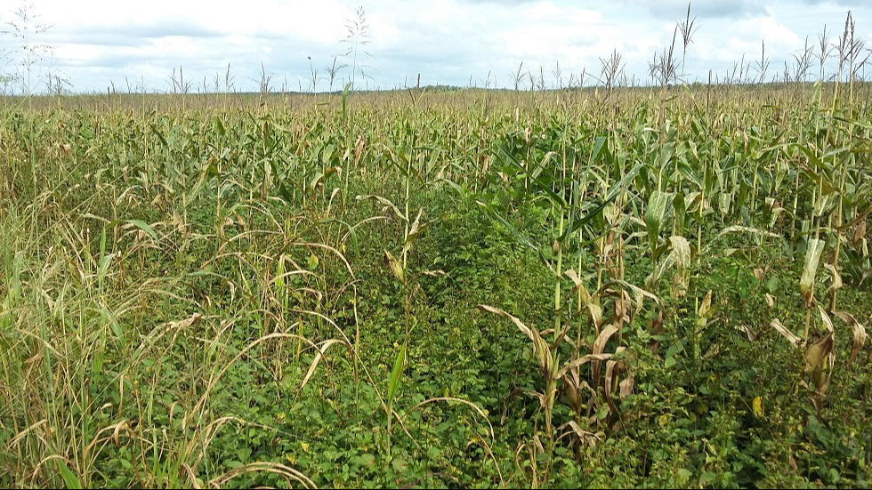 Se sembraron unas 150,000 hectáreas de maíz en Campeche, de las cuales ya se ha trillado el 40% Se sembraron unas 150,000 hectáreas de maíz en Campeche, de las cuales ya se ha trillado el 40%