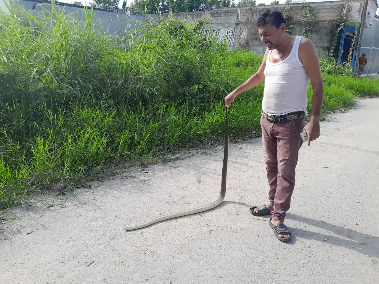 El incidente se atribuye a la presencia de un predio baldío cercano lleno de maleza El incidente se atribuye a la presencia de un predio baldío cercano lleno de maleza
