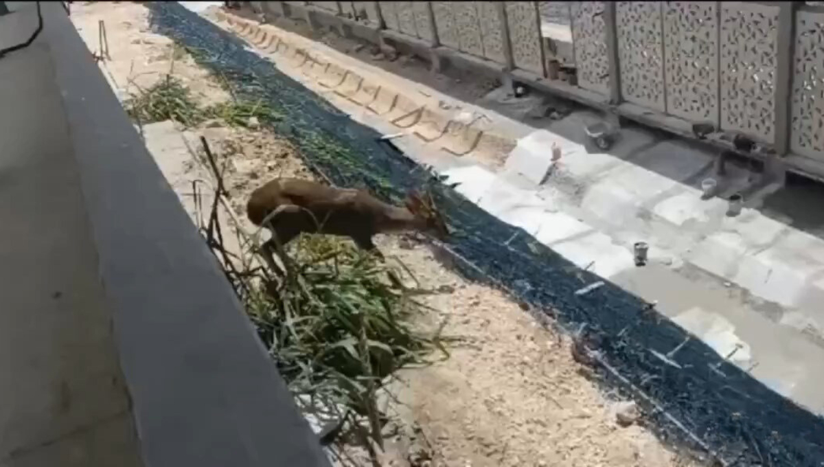 El video del venado se volvió viral, destacando la belleza del animal y la cercanía del proyecto con la fauna local