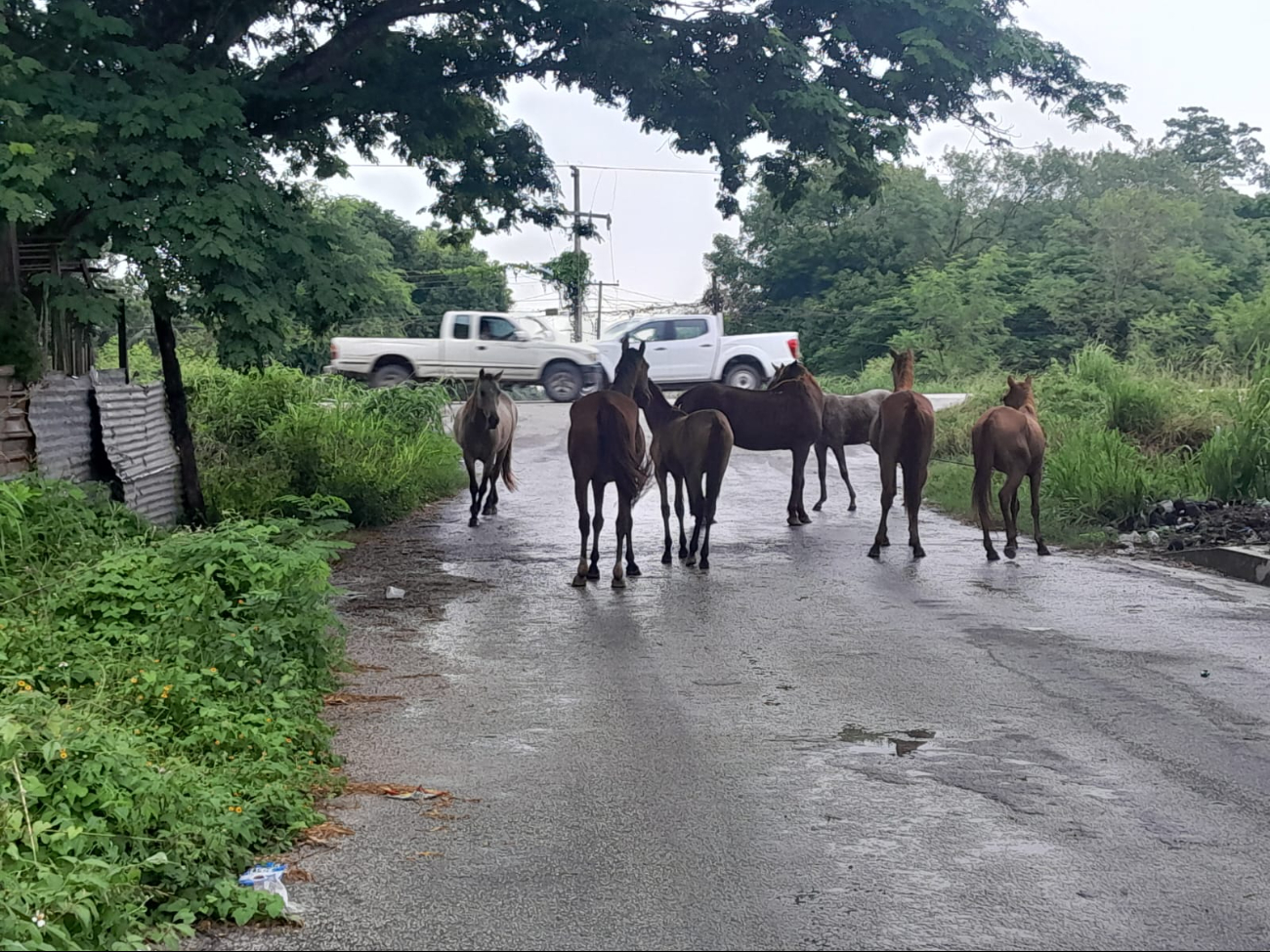 Aproximadamente siete caballos se escaparon de una parcela o rancho cercano Aproximadamente siete caballos se escaparon de una parcela o rancho cercano