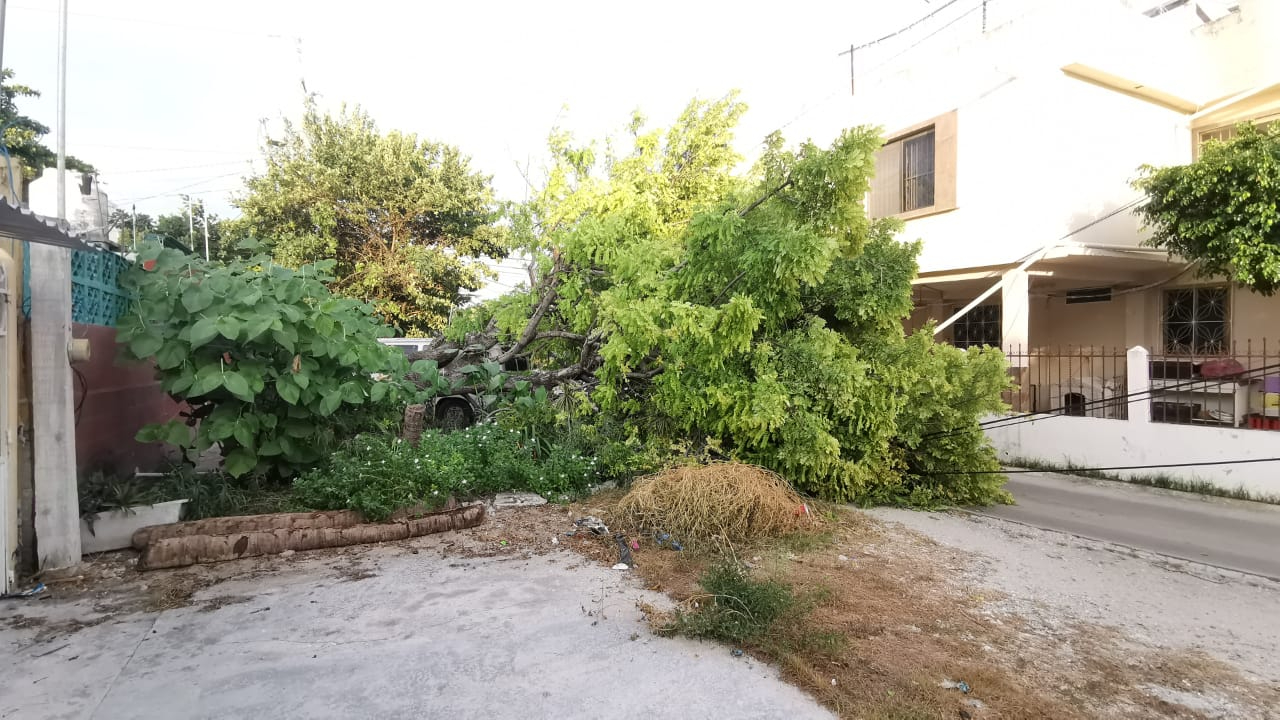 Se cae árbol en Ciudad del Carmen y deja a fraccionamiento sin internet 