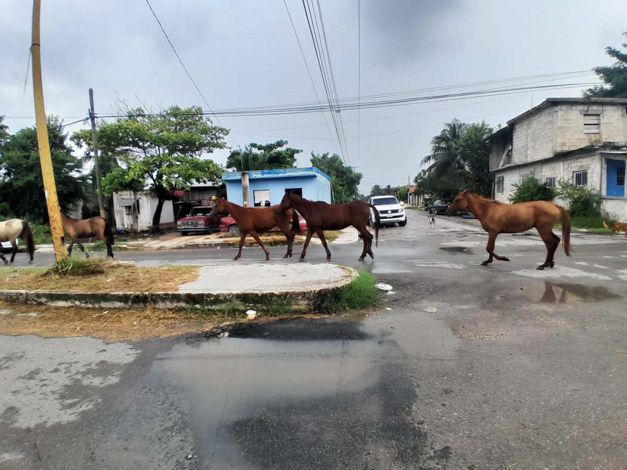 Los caballos deambulan por las calles, representando un peligro para peatones y conductores Los caballos deambulan por las calles, representando un peligro para peatones y conductores