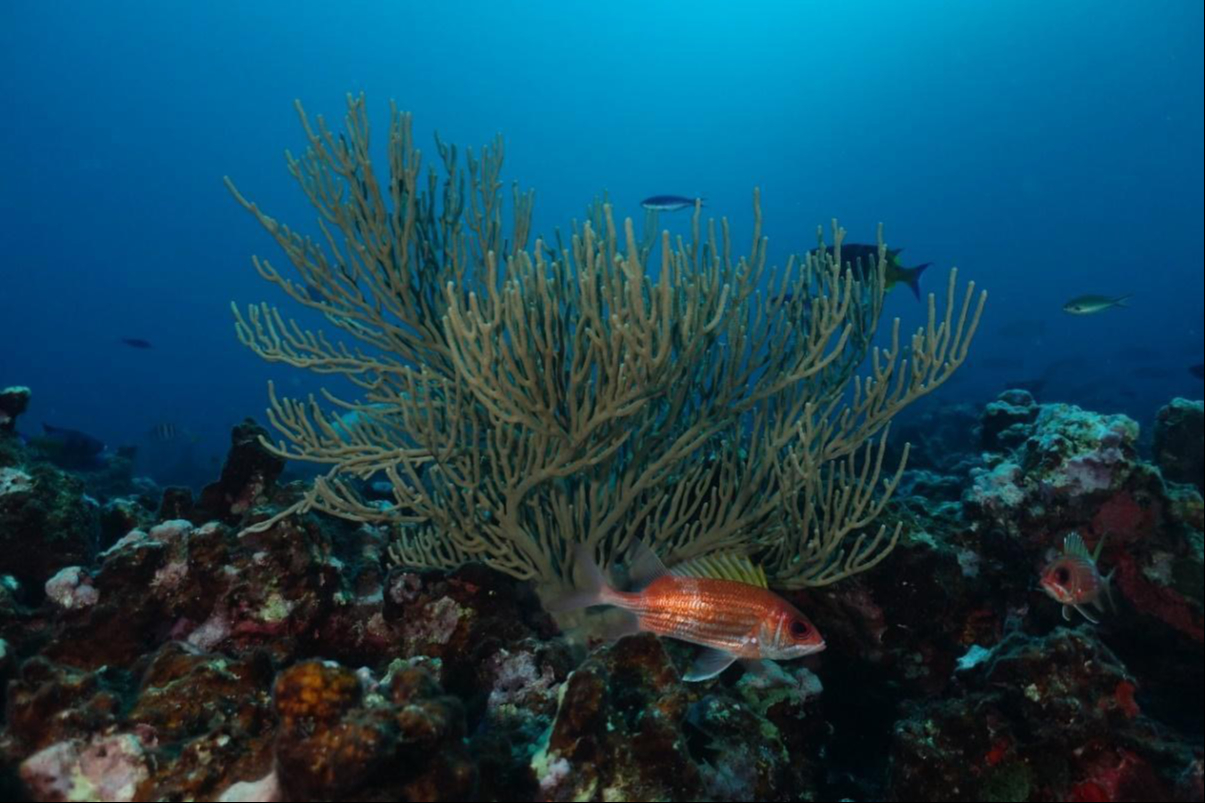 El decreto responde a la necesidad de proteger los ecosistemas marinos de amenazas como la pesca ilegal y la contaminación El decreto responde a la necesidad de proteger los ecosistemas marinos de amenazas como la pesca ilegal y la contaminación