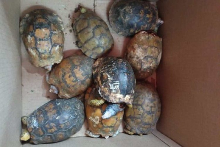 9 tortugas que eran enviadas por paquetería fueron rescatadas en la CDMX 9 tortugas que eran enviadas por paquetería fueron rescatadas en la CDMX