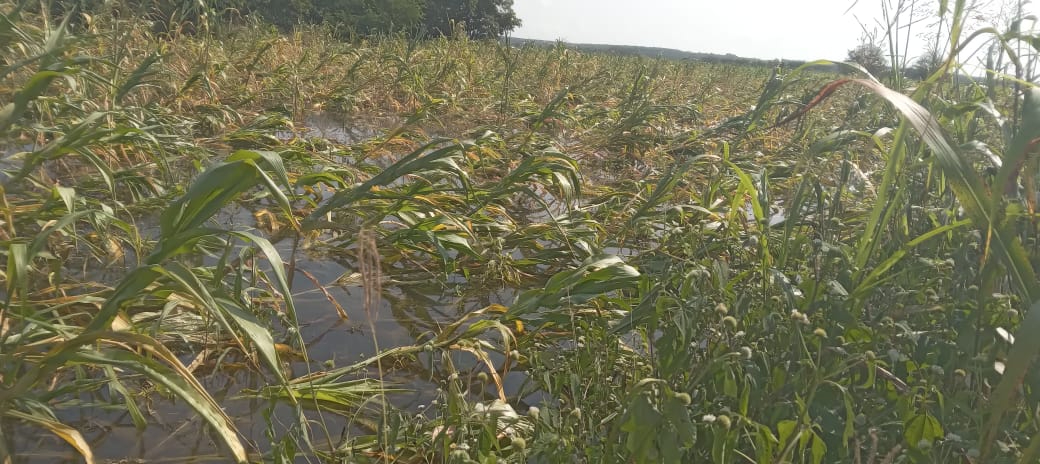 Campesinos necesitan de 24 mil pesos para sembrar dos hectáreas de maíz; de jamaica no se necesita de mucha inversión, pero sí se requiere cuidado Campesinos necesitan de 24 mil pesos para sembrar dos hectáreas de maíz; de jamaica no se necesita de mucha inversión, pero sí se requiere cuidado