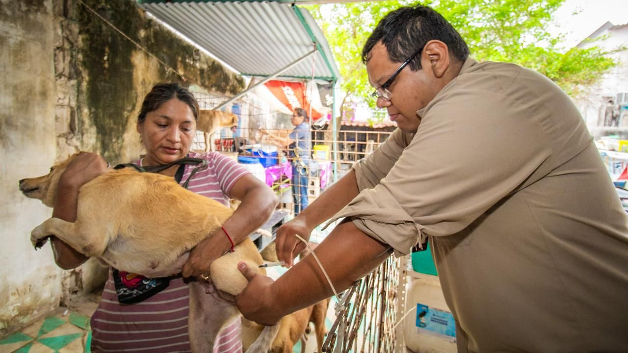 Protegieron a 119 mil 647 perros y gatos Protegieron a 119 mil 647 perros y gatos