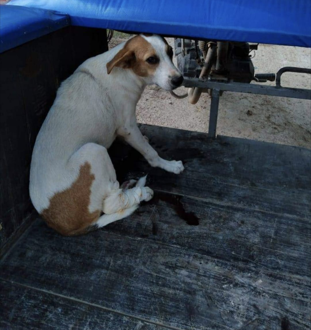 El perro se cree que es callejero, ya que nadie lo reclamó El perro se cree que es callejero, ya que nadie lo reclamó