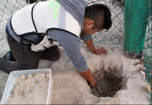  Seis nidos de tortuga depredados por perros callejeros en playas    de Campeche   