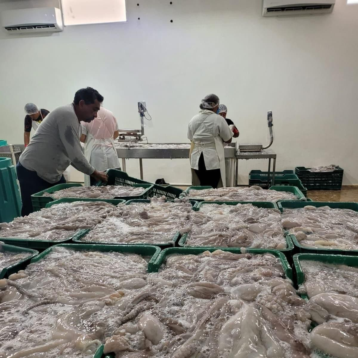 En menos de dos meses pescadores locales contabilizan más de 10 mil toneladas del octópodo