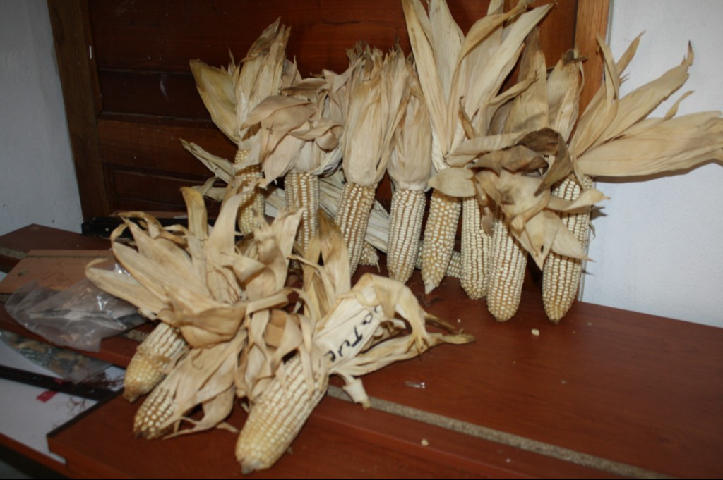 Se cultivan dos tipos des especie, el grano blanco y el forrajero Se cultivan dos tipos des especie, el grano blanco y el forrajero