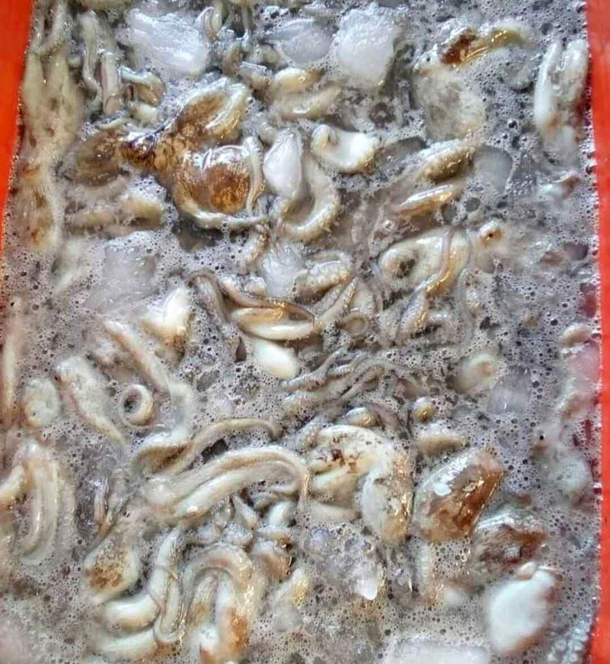 Alarmas en pesquería del pulpo, de continuar malas prácticas podría tener un estatus de riesgo Alarmas en pesquería del pulpo, de continuar malas prácticas podría tener un estatus de riesgo