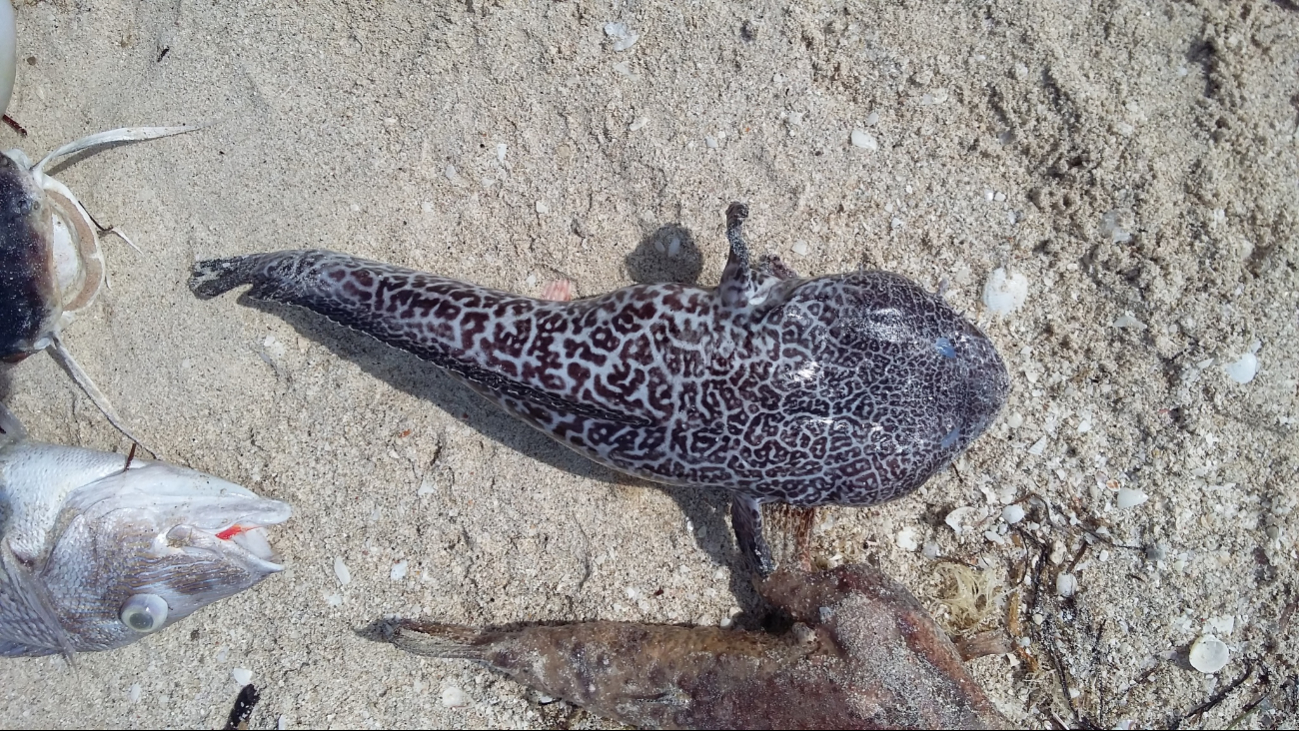 El pez sapo reticulado habita en aguas de Yucatán El pez sapo reticulado habita en aguas de Yucatán