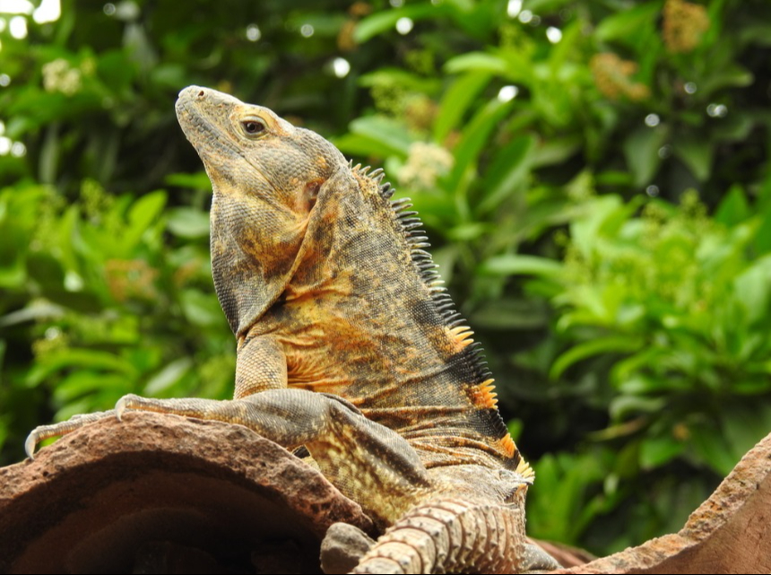 En Yucatán, el mono aullador y la iguana de cola espinosa son amenazadas. En Yucatán, el mono aullador y la iguana de cola espinosa son amenazadas.