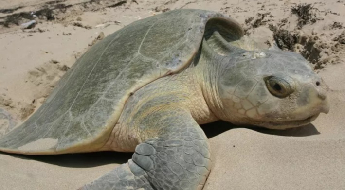 La tortuga verde padece por la destrucción de sus zonas de anidación La tortuga verde padece por la destrucción de sus zonas de anidación