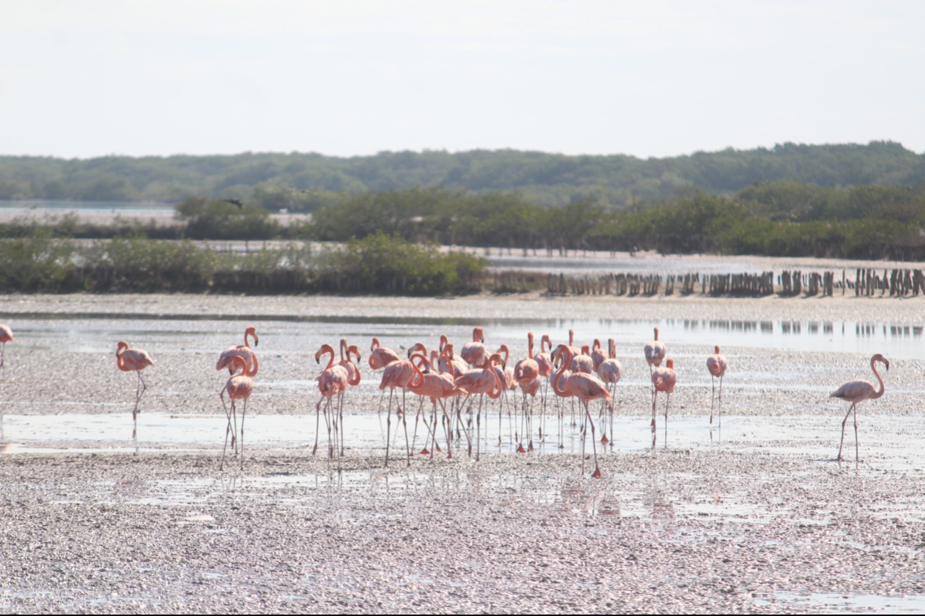 Los flamencos encuentran más rápido su alimento Los flamencos encuentran más rápido su alimento