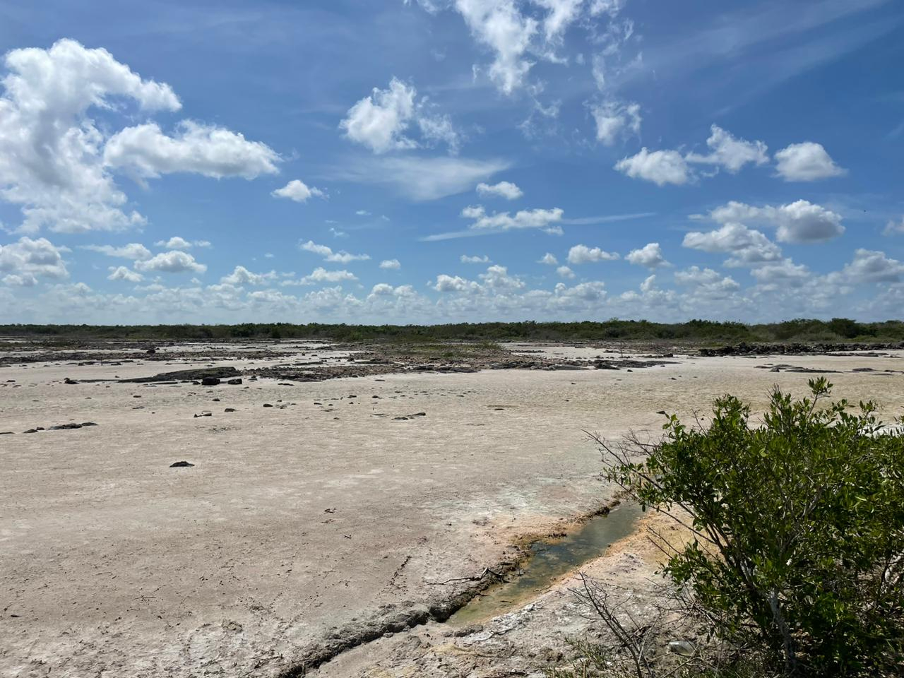 Se presenta el fenómeno de vaciante marina en San Crisanto, lo que es aprovechado por aves migratorias Se presenta el fenómeno de vaciante marina en San Crisanto, lo que es aprovechado por aves migratorias