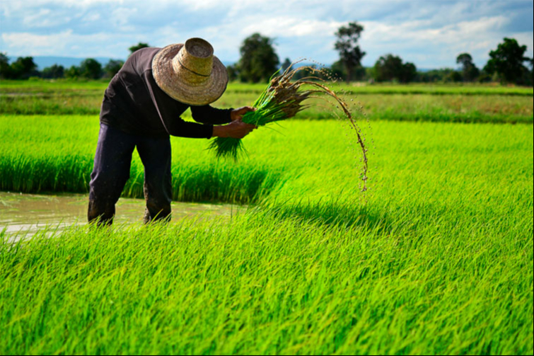 En el sureste, la producción de arroz es temporal por los aguaceros En el sureste, la producción de arroz es temporal por los aguaceros