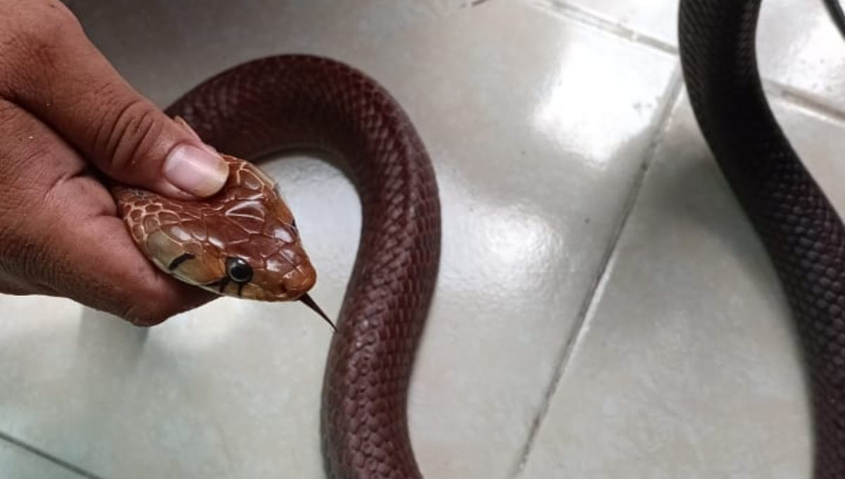 La serpiente fue atrapada y liberada lejos de la población de Yucatán La serpiente fue atrapada y liberada lejos de la población de Yucatán