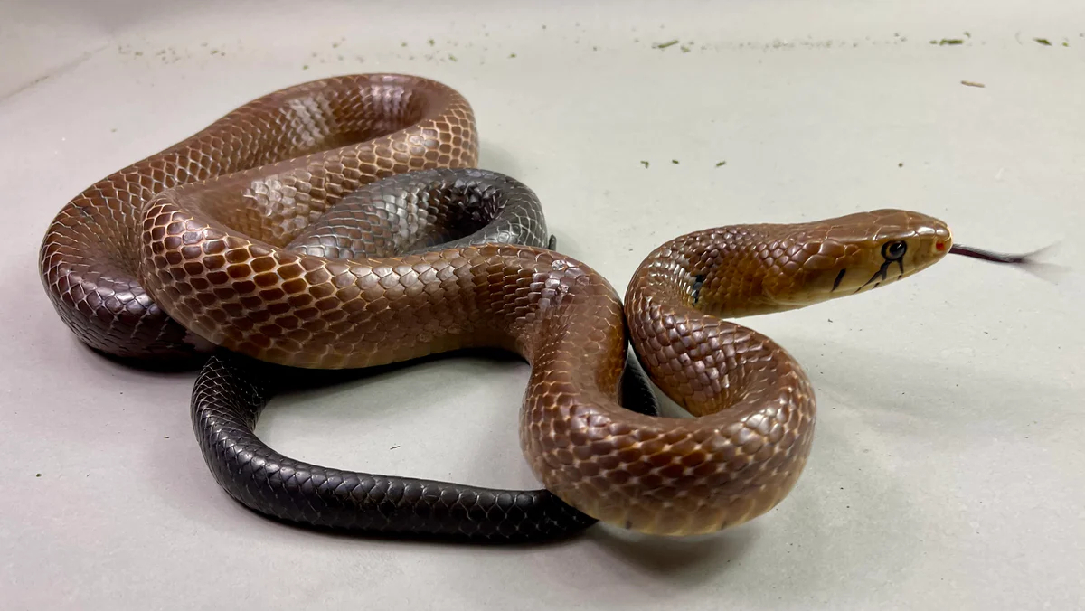 La serpiente Índigo puede llegar a medir hasta tres metros de largo La serpiente Índigo puede llegar a medir hasta tres metros de largo