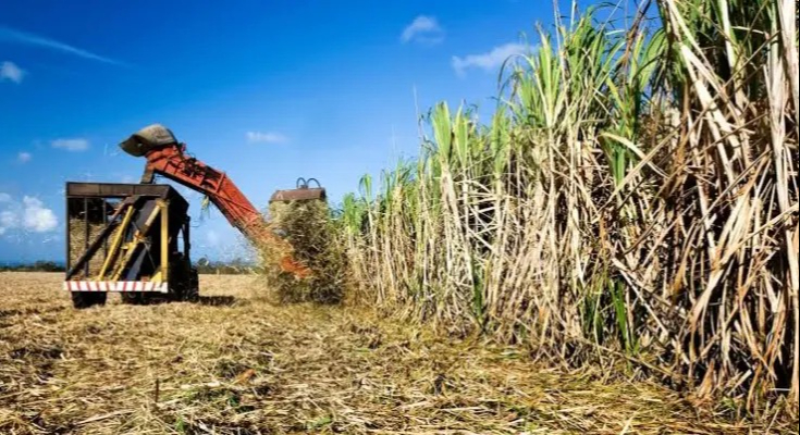 Lluvias en Quintana Roo dejaron pérdidas de 140 mdp en la zafra 2023-2024 