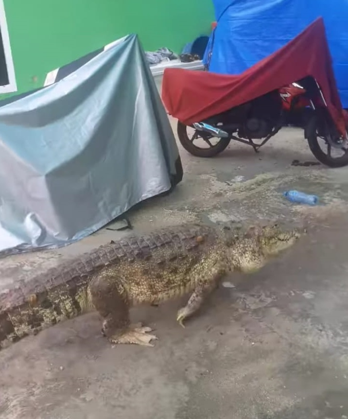 Pobladores aseguran que el animal ya se ha acostumbrado a vivir en la zona urbana, por lo que ni siquiera intenta atacarlos Pobladores aseguran que el animal ya se ha acostumbrado a vivir en la zona urbana, por lo que ni siquiera intenta atacarlos