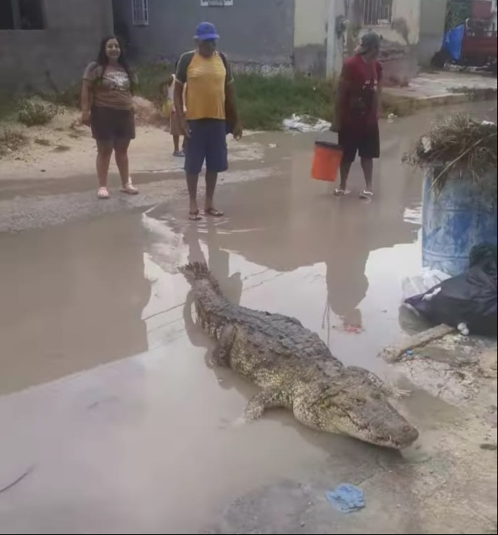 Pobladores de Río Lagartos adoptan a ‘Spike’, un cocodrilo de dos metros