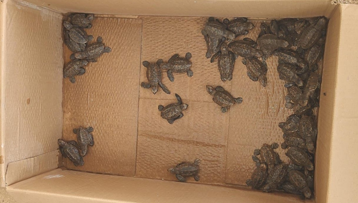 Las tortugas fueron trasladadas a un centro especializado donde se llevaron a cabo los procedimientos para su conservación Las tortugas fueron trasladadas a un centro especializado donde se llevaron a cabo los procedimientos para su conservación