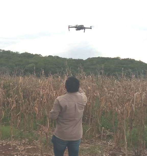 En el Camino Real se ha registrado una fuerte presencia del insecto En el Camino Real se ha registrado una fuerte presencia del insecto