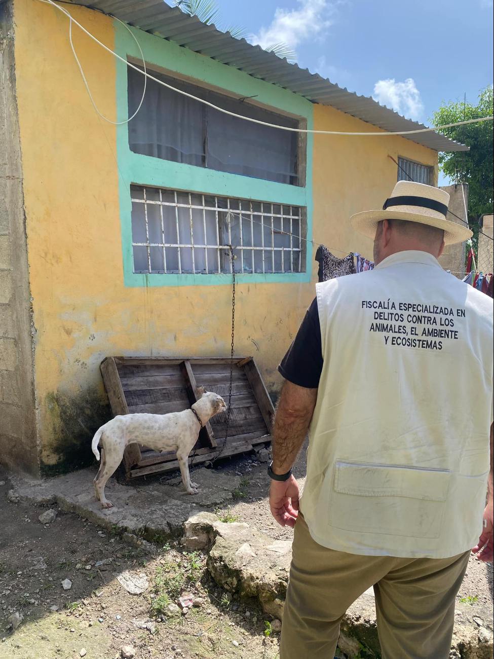 Liberan a perrita en Campeche de maltrato animal 