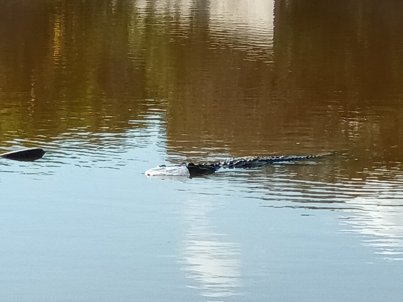 Cocodrilos acechan en las zonas cerca del manglar de San Crisanto
