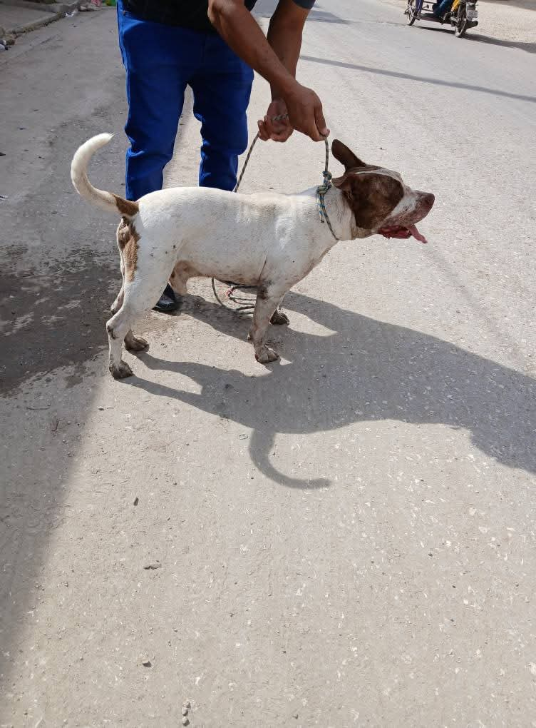 Los vecinos organizaron un esfuerzo para atrapar al Pitbull y lo amarraron a un poste de teléfono