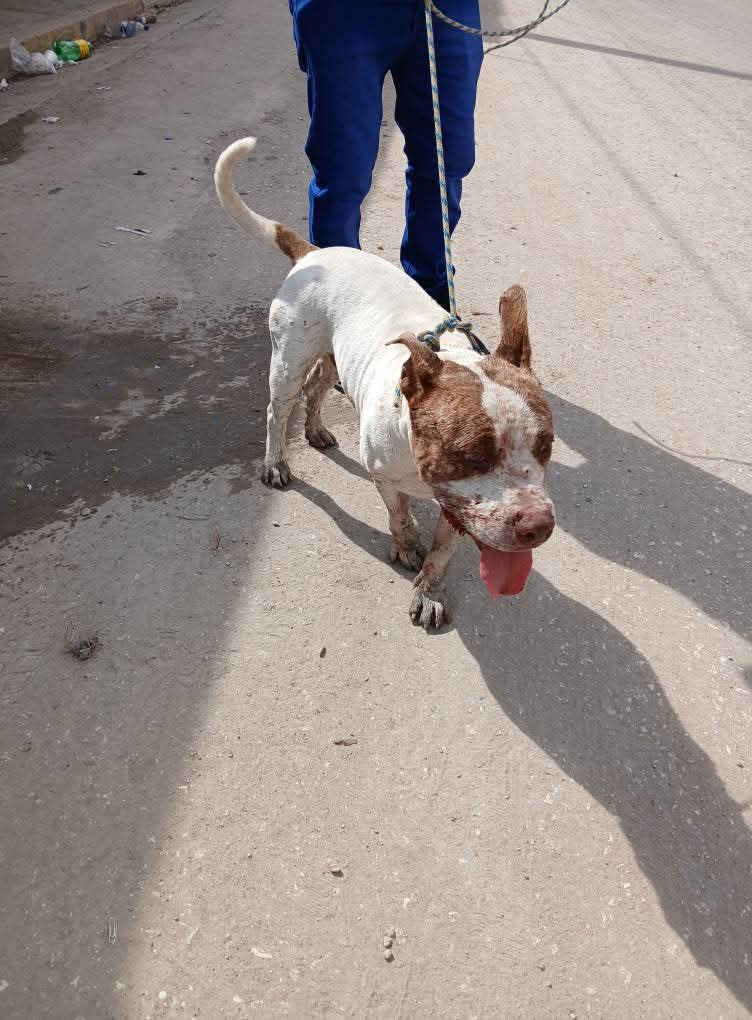 Vecinos de Escárcega capturan a pitbull agresivo que mató un perro callejero