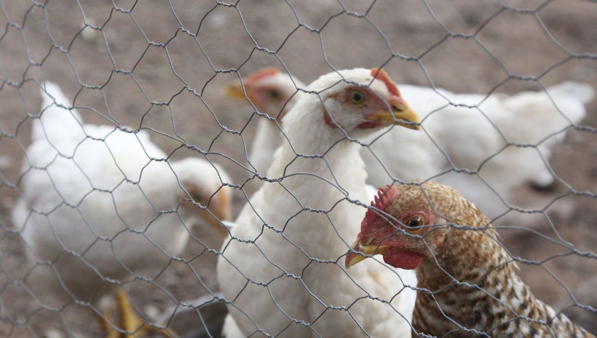 Alertan por un brote de influenza aviar AH7N3 en granja de Nuevo León: ¿cómo detectar algún síntoma?