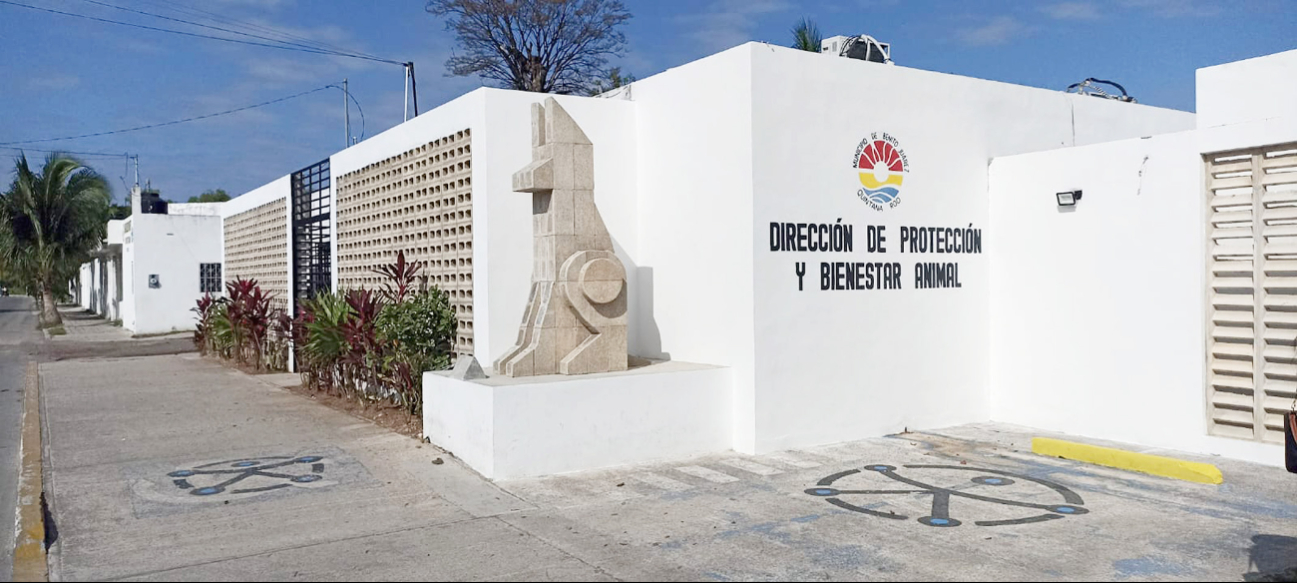 Abren carpetas de investigaciones tras casos de maltrato animal en  Cancún