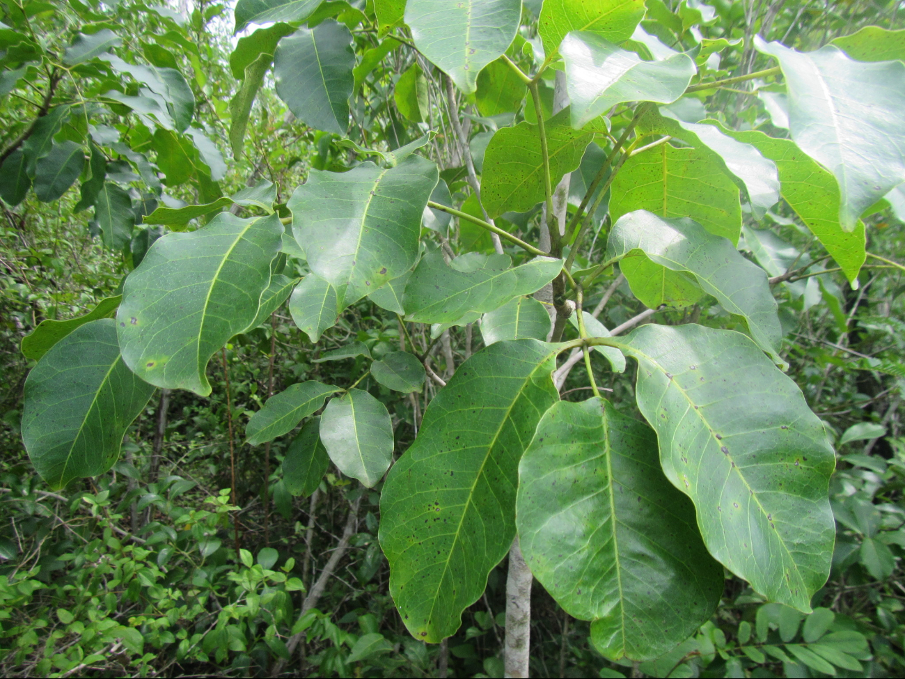 El árbol más peligroso de México se encuentra en Yucatán, así puedes identificarlo  