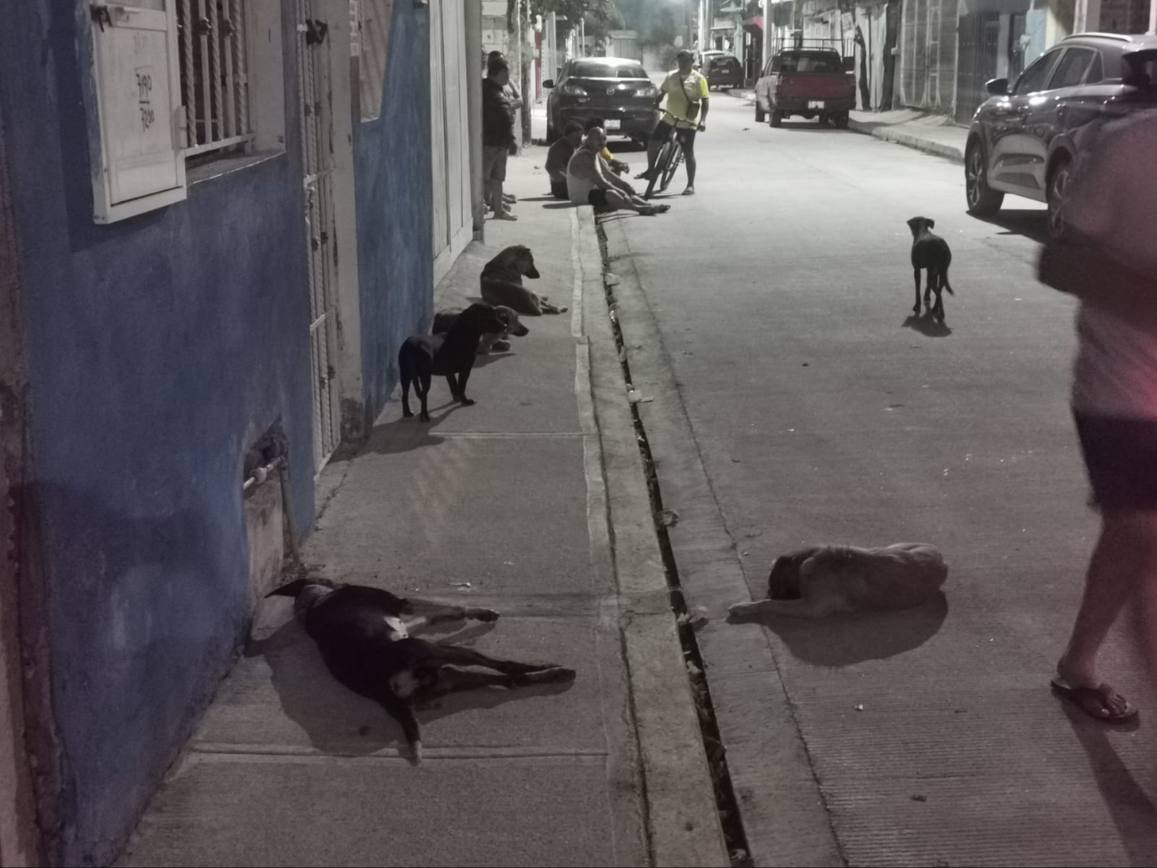 El perro fallecido sufrió daños severos en el estómago por ingesta de químicos El perro fallecido sufrió daños severos en el estómago por ingesta de químicos