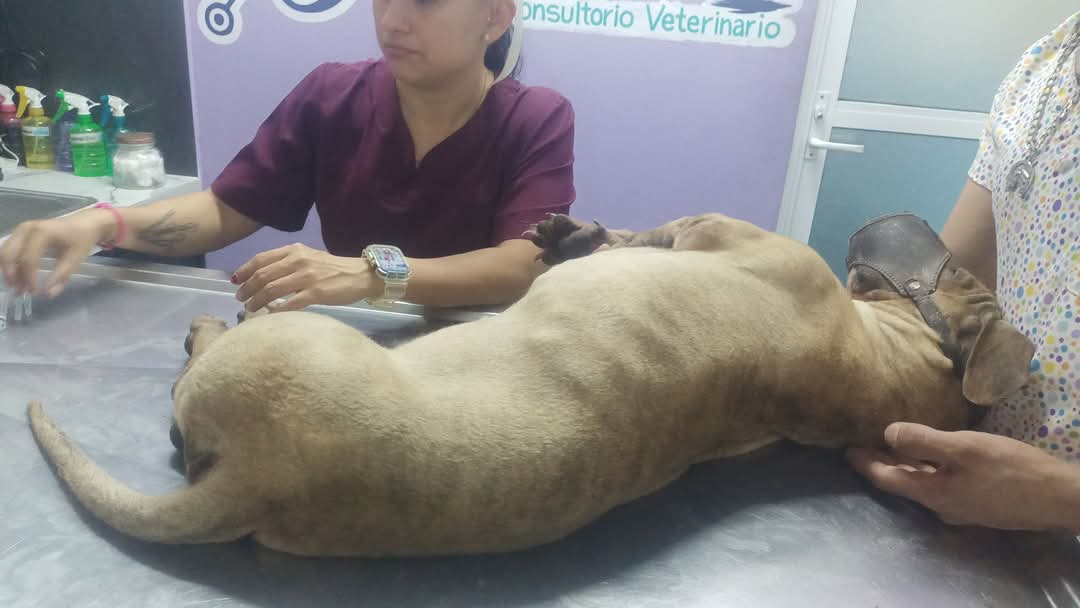 Exponen la falta de autoridades por ayudar a lo animales, quienes se exponen a enfermedades u otros peligros Exponen la falta de autoridades por ayudar a lo animales, quienes se exponen a enfermedades u otros peligros
