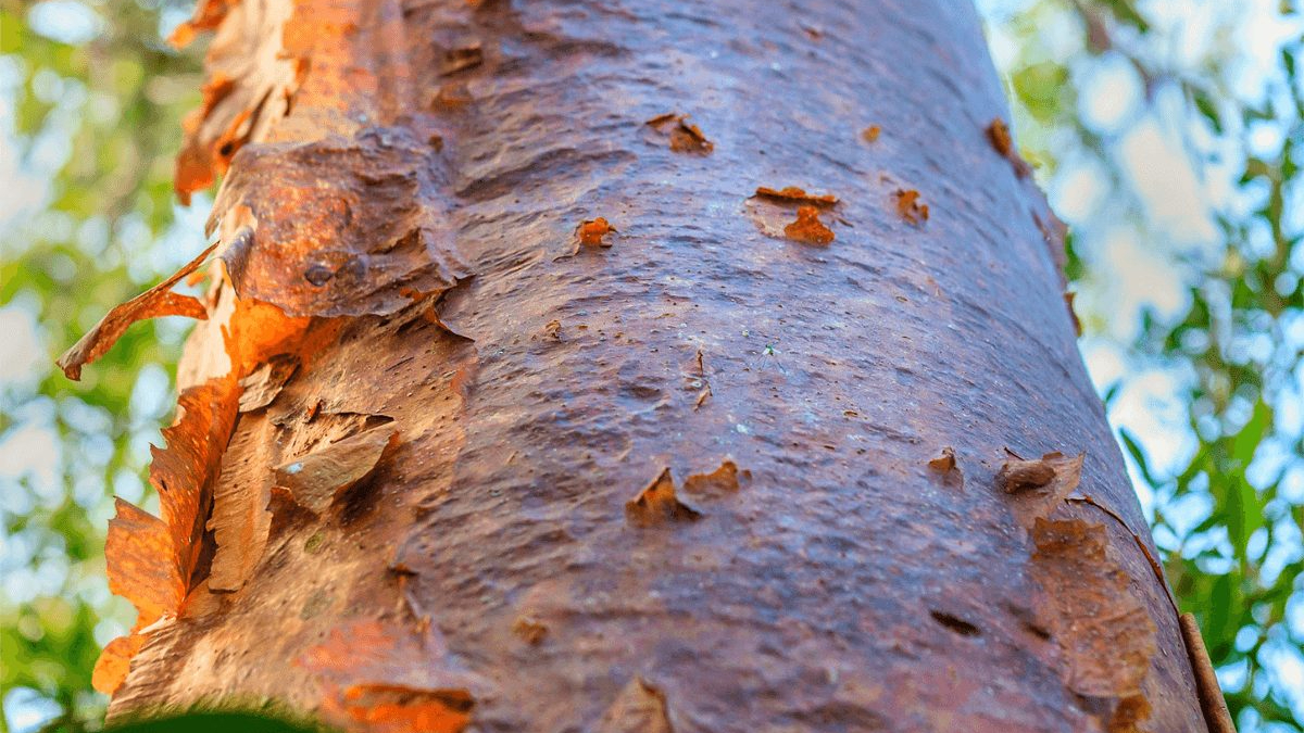 La savia del árbol de Chaká es el antídoto ante el daño causado por el Chechén La savia del árbol de Chaká es el antídoto ante el daño causado por el Chechén