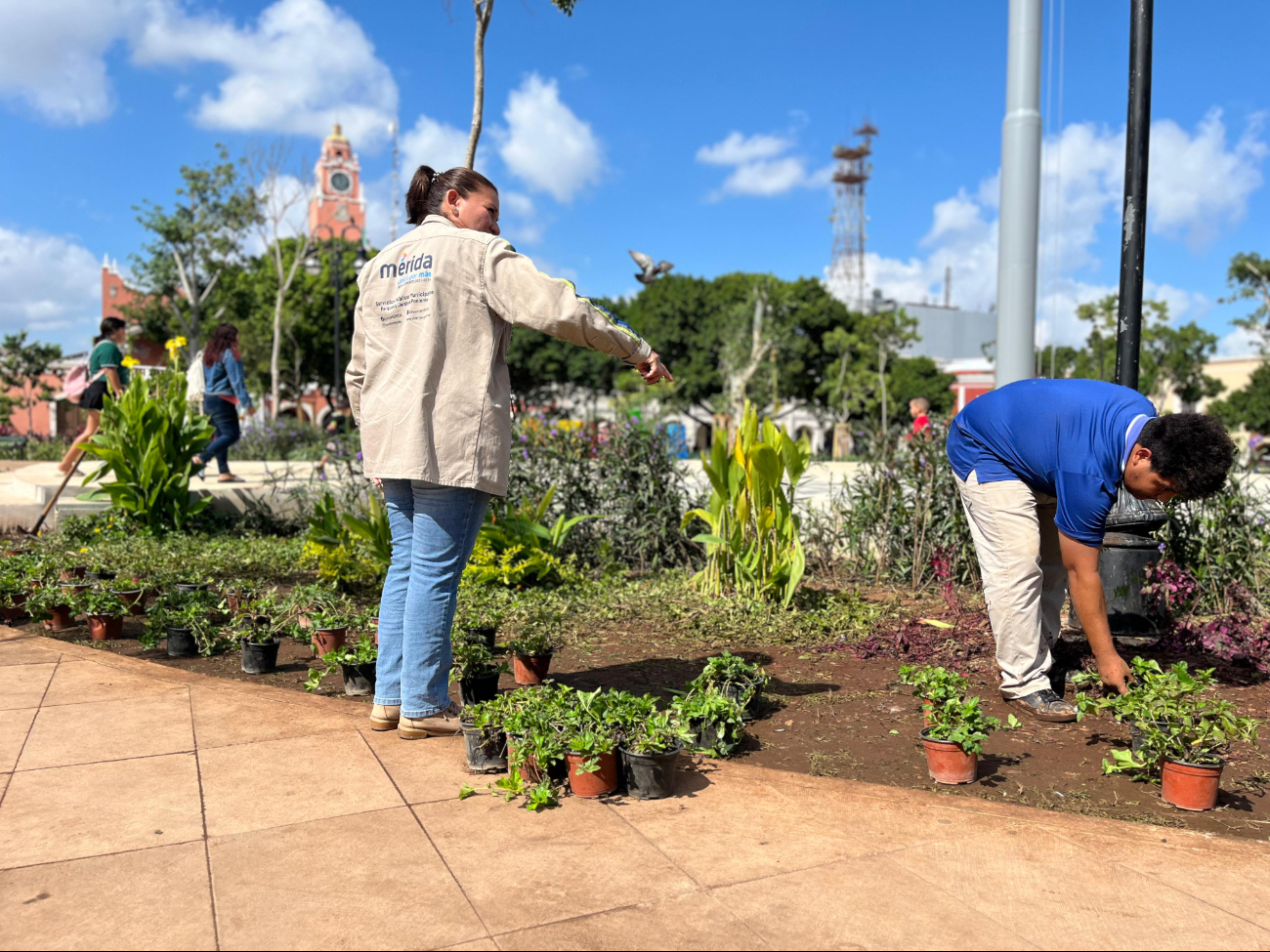 Personal de Servicios Públicos del Ayuntamiento de Mérida, trabajará a marchas forzadas este lunes para lograr culminar los trabajos hoy mismo Personal de Servicios Públicos del Ayuntamiento de Mérida, trabajará a marchas forzadas este lunes para lograr culminar los trabajos hoy mismo