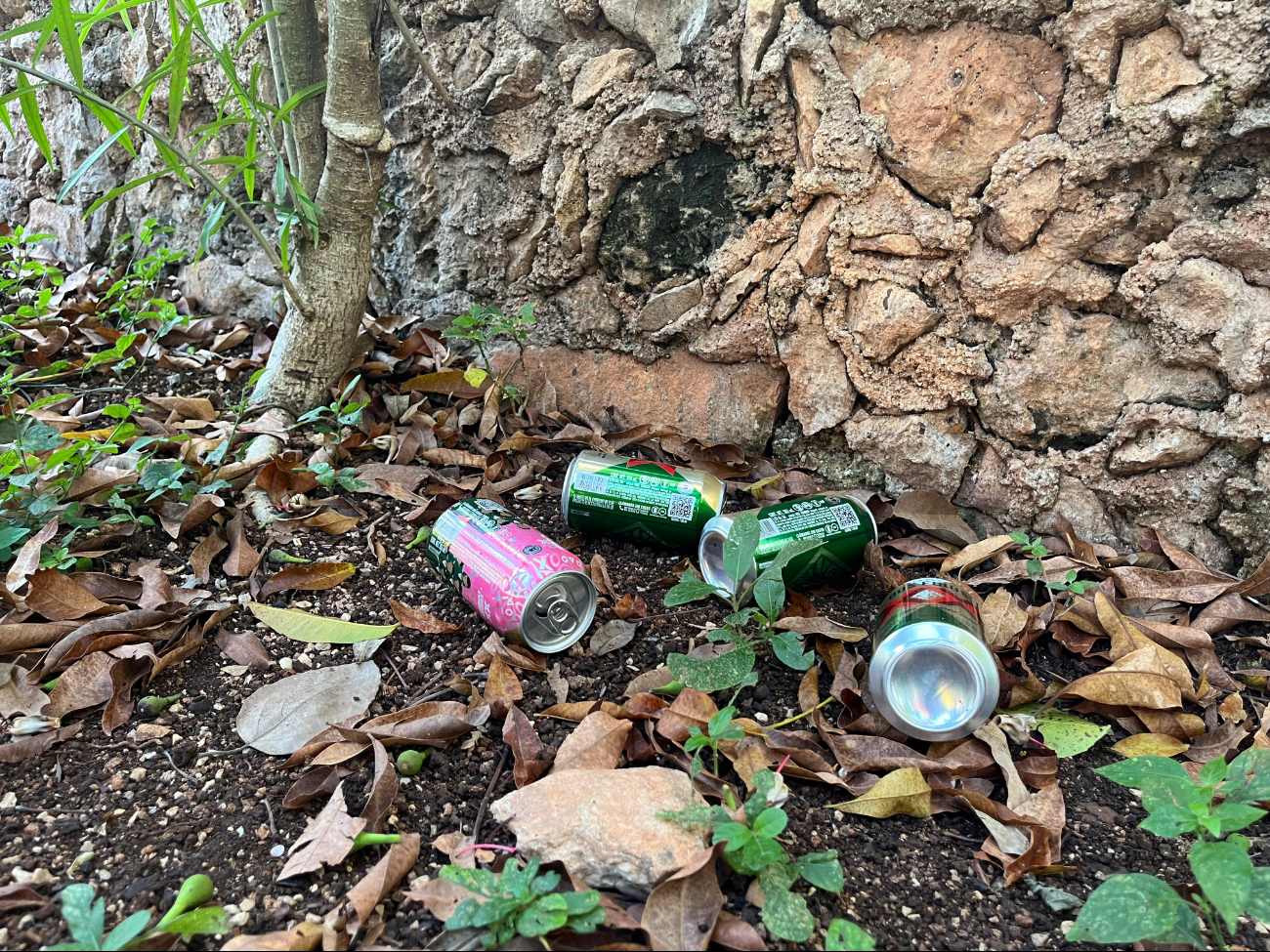 Desafortunadamente el lugar es utilizado por adultos y jóvenes quienes consumen bebidas alcohólicas y depositan su basura al pie de los árboles Desafortunadamente el lugar es utilizado por adultos y jóvenes quienes consumen bebidas alcohólicas y depositan su basura al pie de los árboles