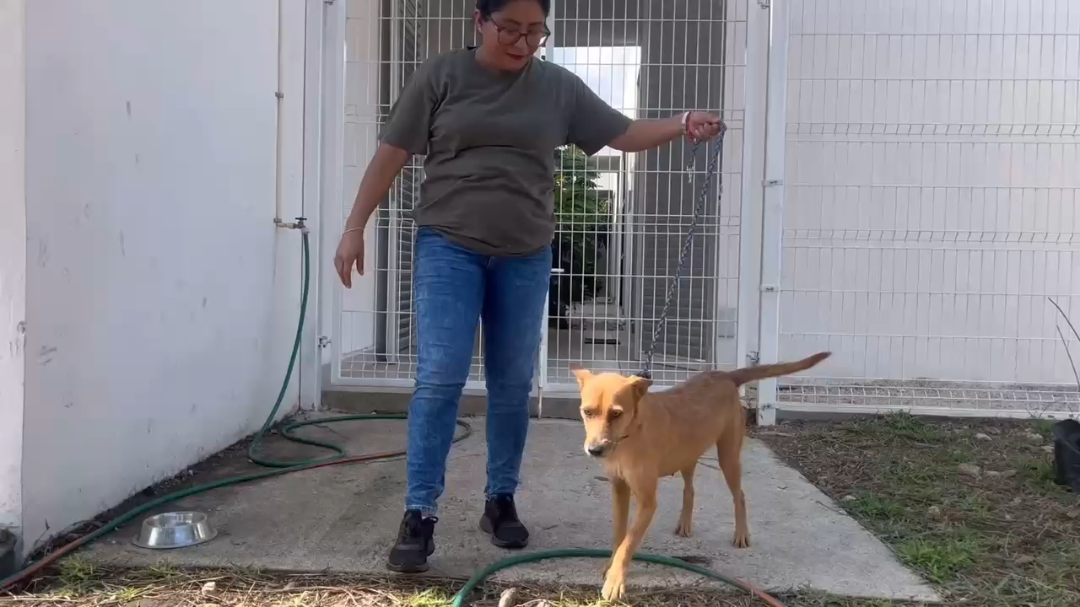 El Ayuntamiento de Mérida promueve las adopciones responsables de perros y gatos a través del Centro Municipal de Atención Animal El Ayuntamiento de Mérida promueve las adopciones responsables de perros y gatos a través del Centro Municipal de Atención Animal