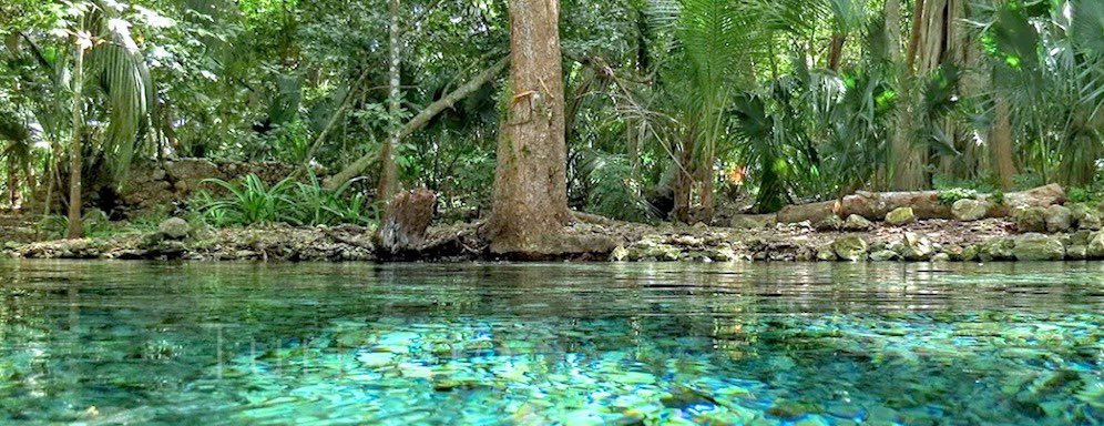 La reserva protege varias especies, incluyendo tortugas, pejelagartos e iguanas La reserva protege varias especies, incluyendo tortugas, pejelagartos e iguanas