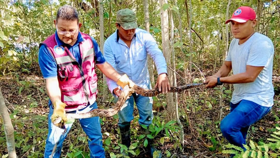 Liberan ofidio en su hábitat natural