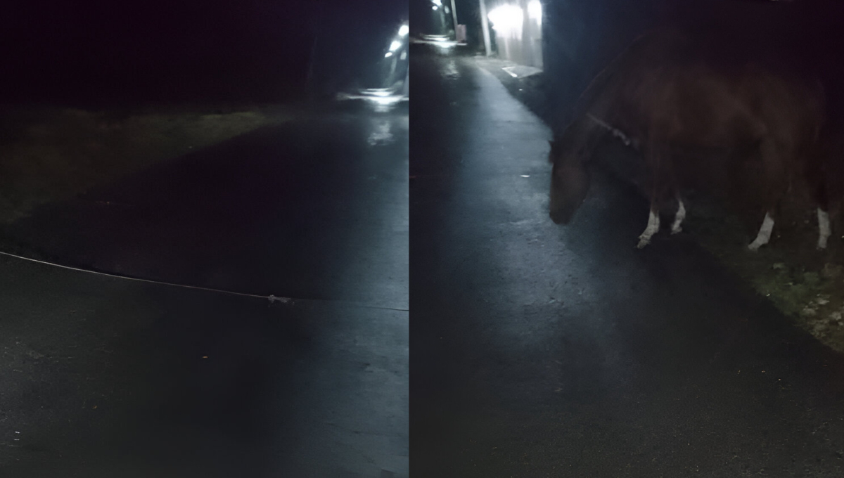 Ciudadanos piden a los dueños de caballos estar atentos de sus animales para evitar accidentes Ciudadanos piden a los dueños de caballos estar atentos de sus animales para evitar accidentes