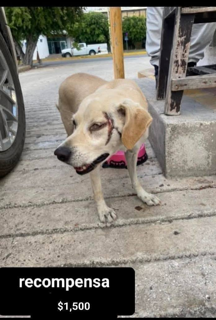  Campeche: Armas punzocortantes o venenos lo más usado en el maltrato animal   
